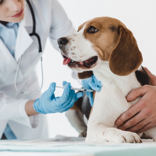 A Anatomia dos Animais Domésticos A Anatomia dos Animais Domésticos