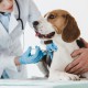 Patologia Cardiorrespiratória dos Animais Domésticos com Habilitação em Docência no Ensino Superior Patologia Cardiorrespiratória dos Animais Domésticos com Habilitação em Docência no Ensino Superior